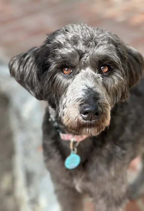 Healthy Pet Picture 2
