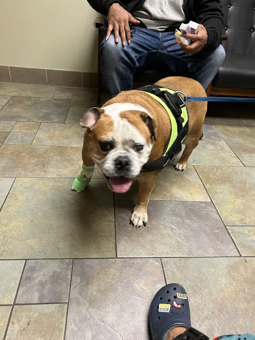 Newtown Veterinary Specialists Picture 2