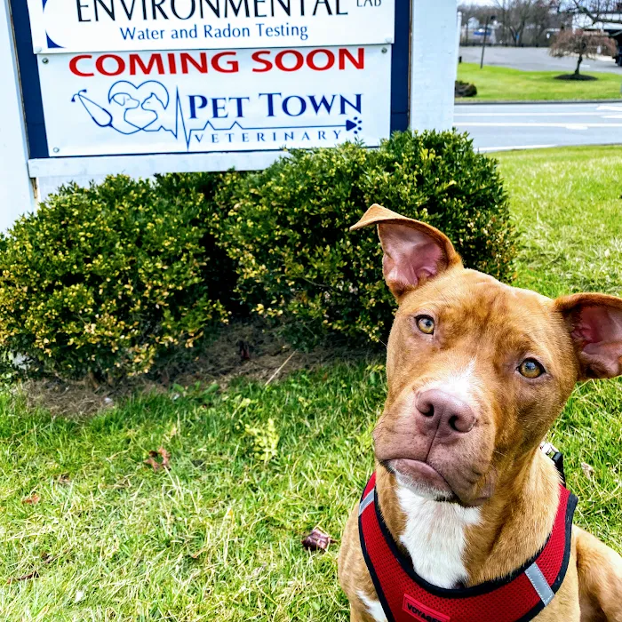 Pet Town Veterinary Picture 10