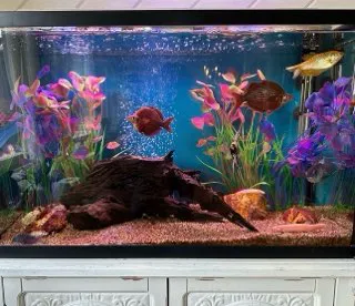 Aquatech Aquarium Service Picture 6