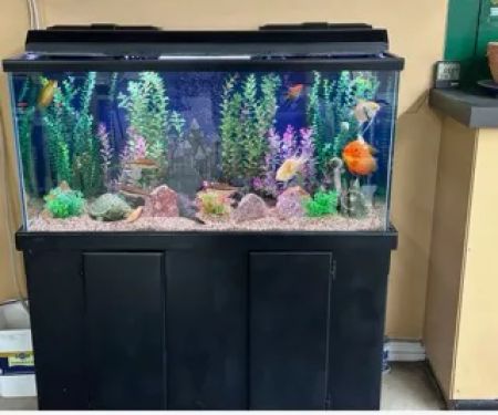 Aquatech Aquarium Service