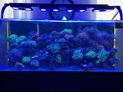 Aquatech Aquarium Service Picture 8