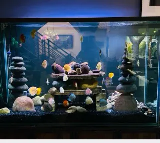Aquatech Aquarium Service Picture 2