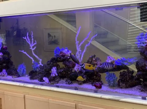 Aquatech Aquarium Service Picture 4