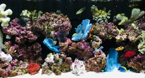 Aquatech Aquarium Service Picture 10