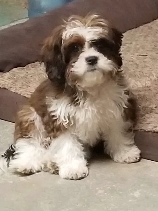 Dr. Robb's Protect The Pets Picture 3