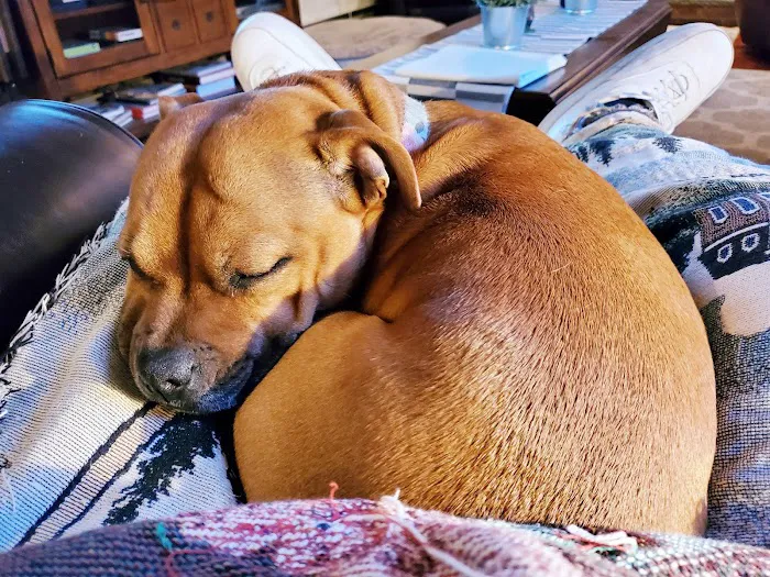 Dr. Robb's Protect The Pets Picture 7