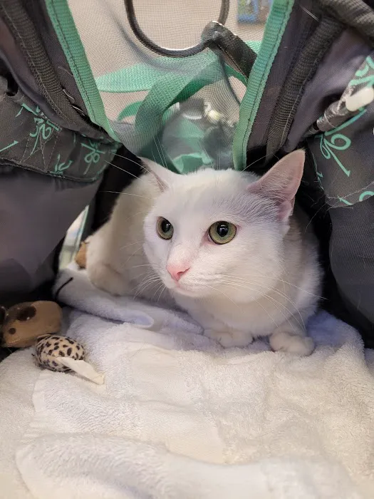 Dr. Robb's Protect The Pets Picture 10