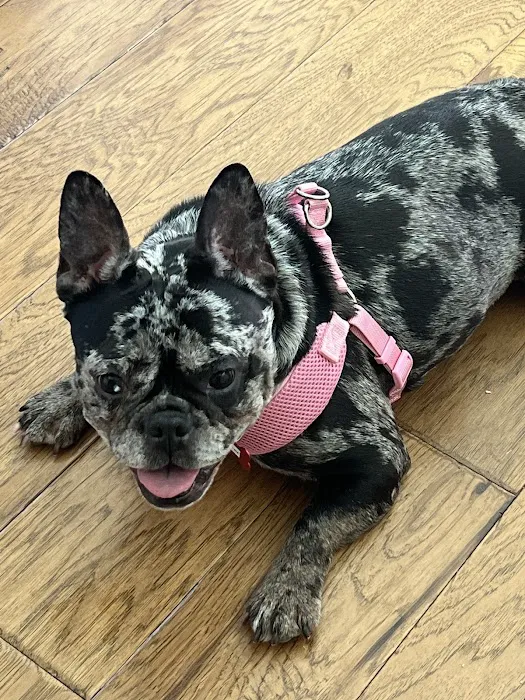 Shelter Hope Pet Shop Picture 9