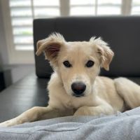 Shelter Hope Pet Shop ico