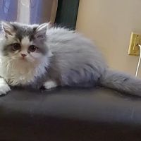 Stone Veterinary Hospital ico