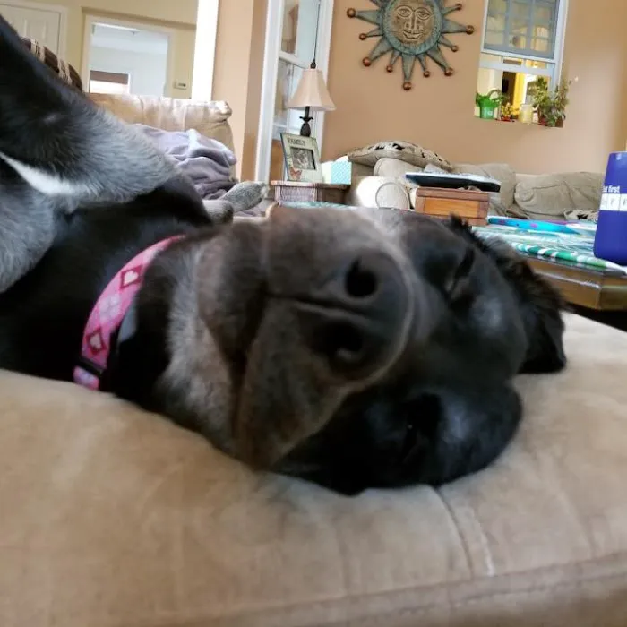 Stone Veterinary Hospital Picture 7