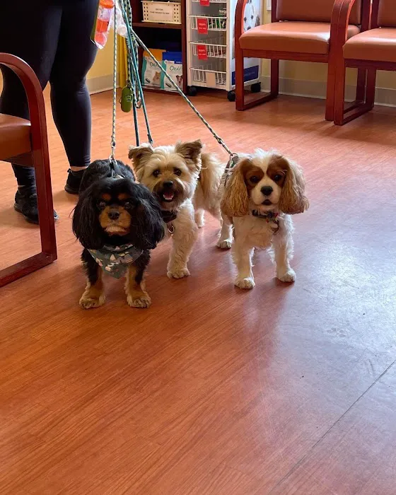 Stone Veterinary Hospital Picture 10