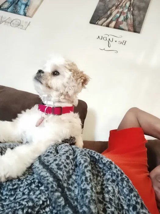 PetJoy Picture 2