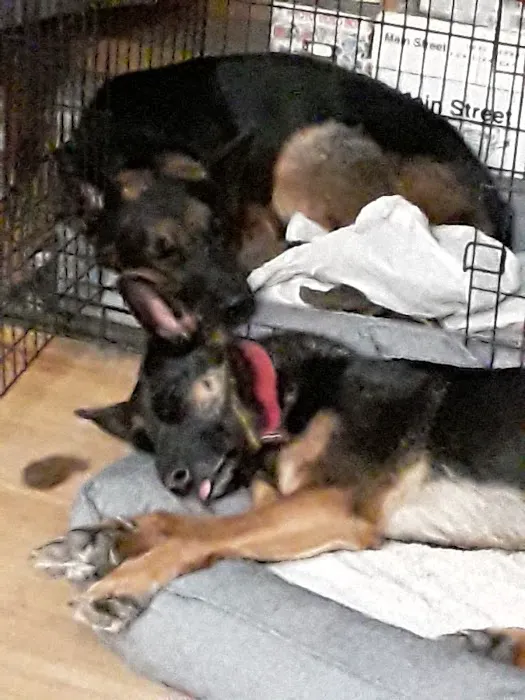 PetJoy Picture 1
