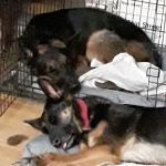 PetJoy