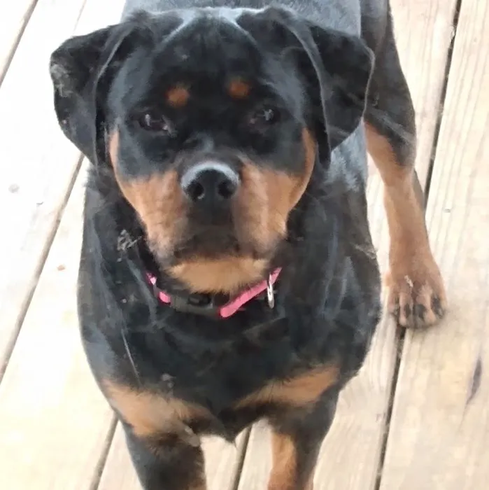 PetJoy Picture 10