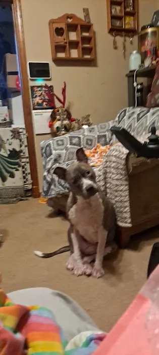 PetJoy Picture 5