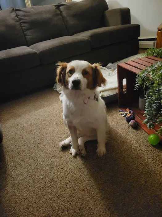 PetJoy Picture 6