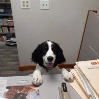 Middlebury Animal Hospital Associates, LLC ico