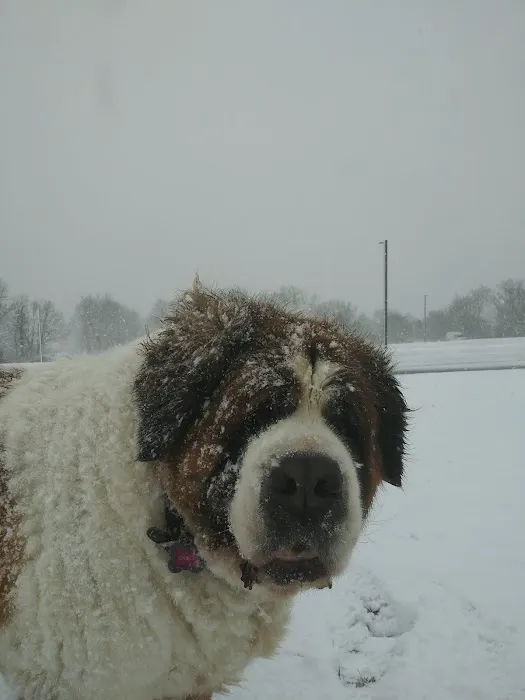 Middlebury Animal Hospital Associates, LLC Picture 2