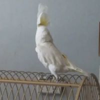 Tony's Pet Food & Supplies ico