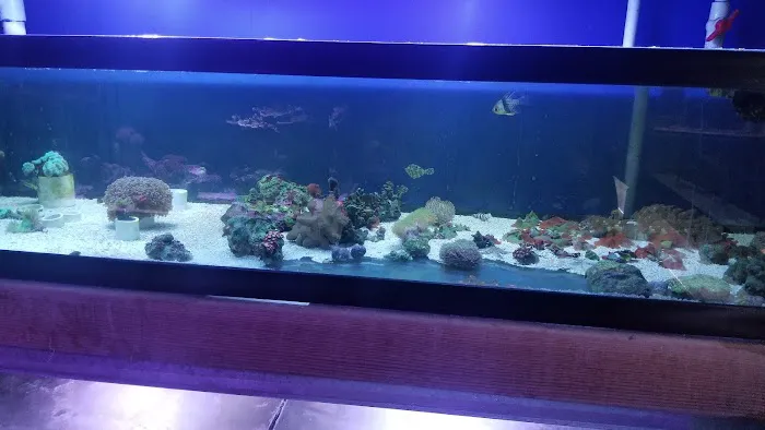 Shillington Aquariums Picture 3