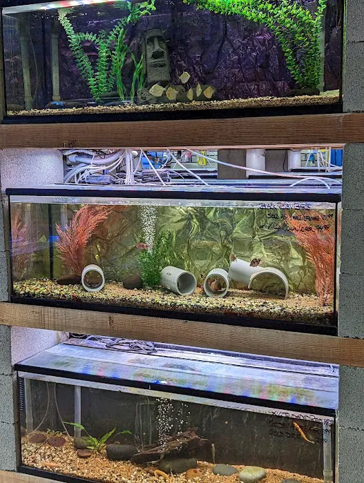 Shillington Aquariums Picture 8