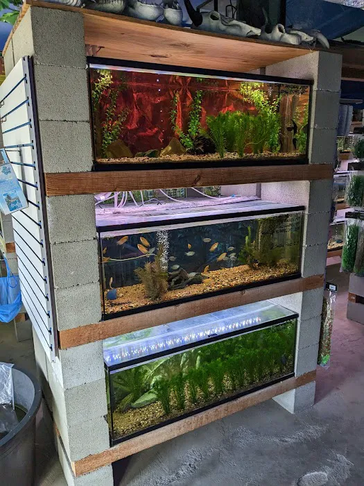 Shillington Aquariums Picture 7