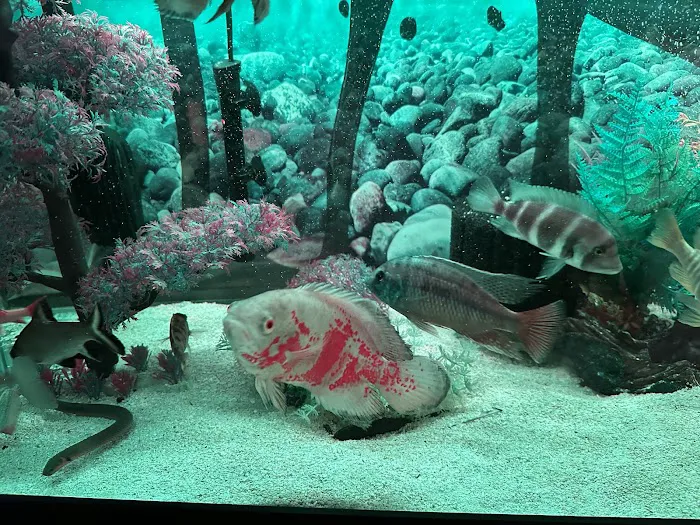 Shillington Aquariums Picture 9