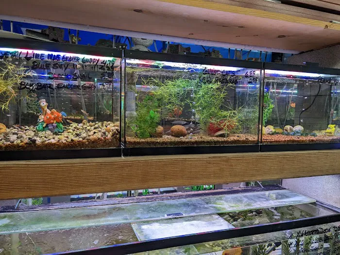 Shillington Aquariums Picture 10