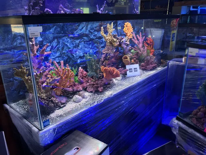 Shillington Aquariums Picture 6