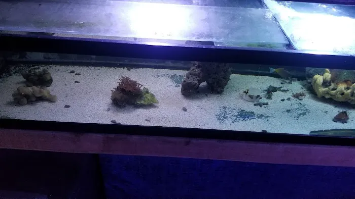 Shillington Aquariums Picture 4