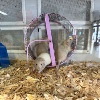 Uptown Pets ico