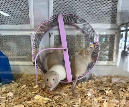 Uptown Pets
