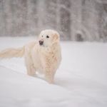 Embrace Animal Hospital