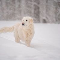 Embrace Animal Hospital ico
