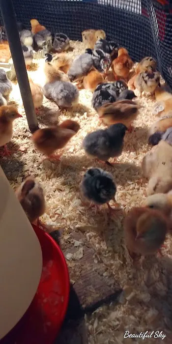 Dan's Feed & Seed Picture 10