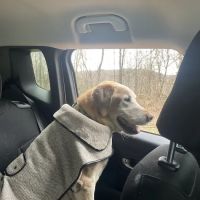 VCA Maple Ridge Animal Hospital ico
