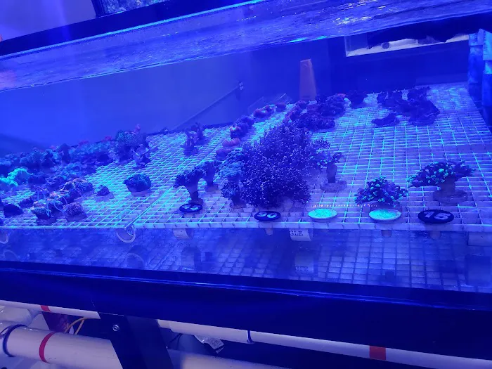 Hammer Aquatics Picture 5