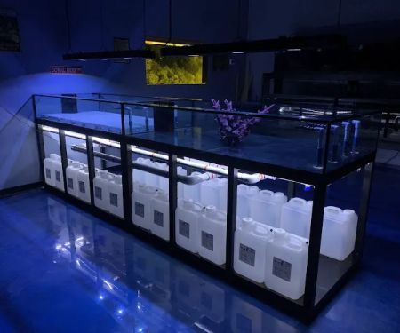 Hammer Aquatics
