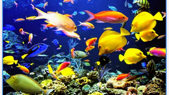 Hammer Aquatics Picture 10