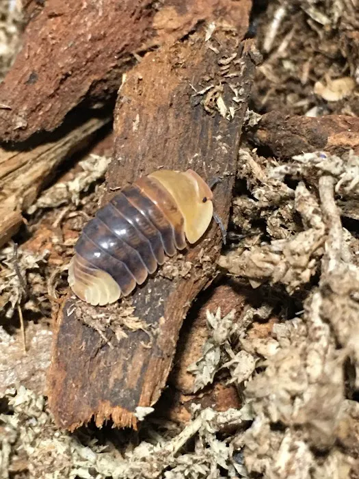 Nature's CUC and Feeders Picture 3