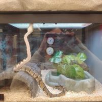 Petco ico