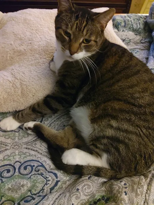 Cat's Corner Veterinary Hospital Picture 7