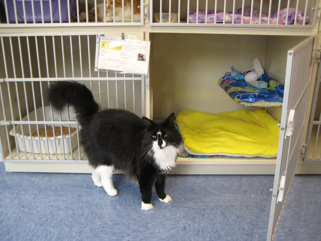 Cat's Corner Veterinary Hospital Picture 3