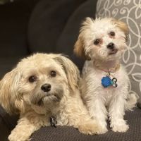 Oxford Veterinary Hospital ico