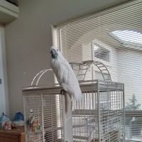 California Bird Nerds ico