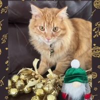 Evergreen Veterinary Clinic ico