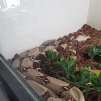 Tails2Scales Pet Shop ico